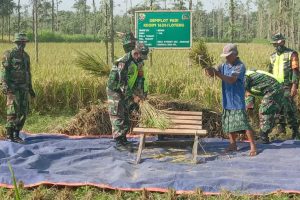 Pola Sinergitas Dengan Masyarakat, Kodim Loteng Panen Padi Inpari Diatas Lahan Demplot