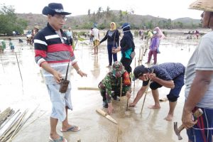 Koramil Pujut Atasi Abrasi Dengan Tanam Mangrove