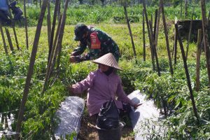 Peran Aktif Babinsa Koramil 1620-07/Batukliang Bantu Petani Panen Cabe