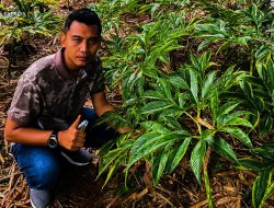 Porang, Komoditas Ekspor Layak Dikembangkan Dan Quota Ekspor Menjanjikan