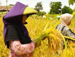 Lonjakan Produksi Gabah Di Loteng Periode Tanam Oktober – November Naik 9.953 Ton