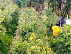 Petani Cabai Daerah Sentra Sepakat Turut Amankan Pasokan Cabai Jelang HBKN