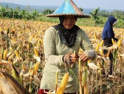 Produksi Jagung Di NTB Masih Melimpah dan Siap Panen April-Mei Ini
