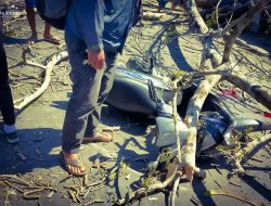 Tragis!! Seorang Pengendara Motor Tertimpa Pohon Tumbang