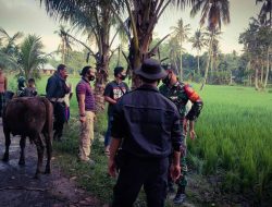 Polsek Jonggat Temukan Sapi Di Persawahan Warga