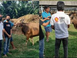 Wujud Rasa Syukur, HBK PEDULI Berbagi Sembako dan Hewan Qurban