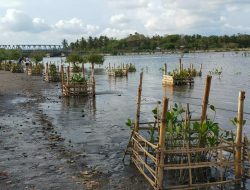 Lestarikan Ekosistem Laut Melalui Penanaman Pohon Mangrove Oleh Kodim 1620/Loteng
