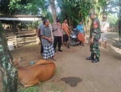 Babinsa dan Bhabinkamtibmas Barejulat Bersama Warga Gagalkan Pencurian Sapi