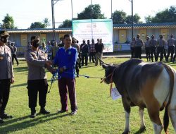 Idul Adha 1443 H, Polres Sumbawa Barat Distribusi 50 Ekor Sapi Qurban