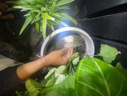 Bawa Sajam Transaksi Sabu Pria Asal Karang Bagu Diringkus Sat Narkoba Polresta Mataram